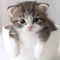 ねここむ