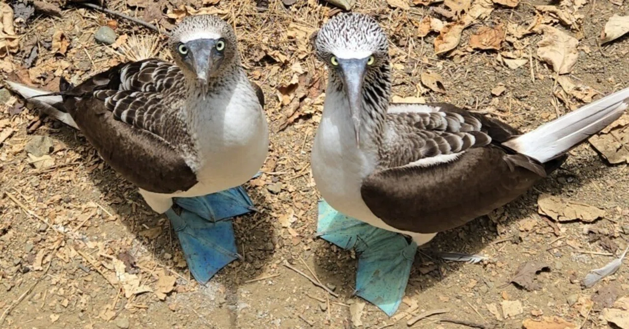旅行記】南米エクアドル 青い足の鳥に出会える「プラタ島(通称:貧乏人 