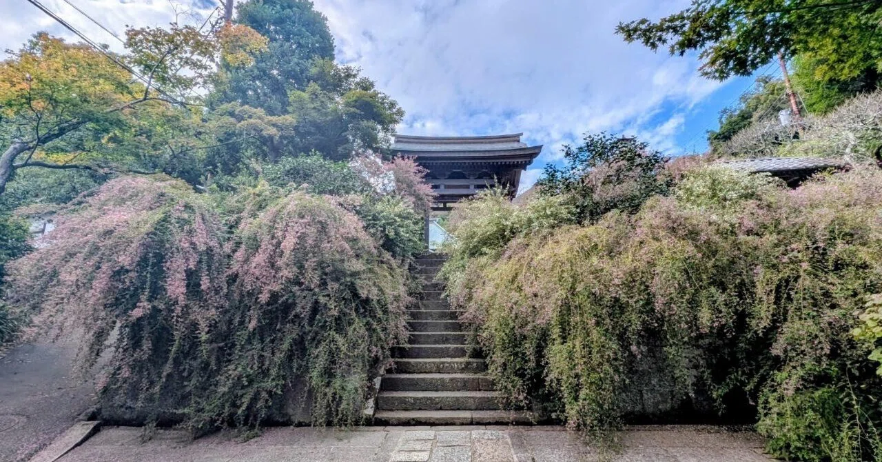 鎌倉・扇ガ谷「海蔵寺の萩 2025」【四季折々の花、草木】〈名所編 その