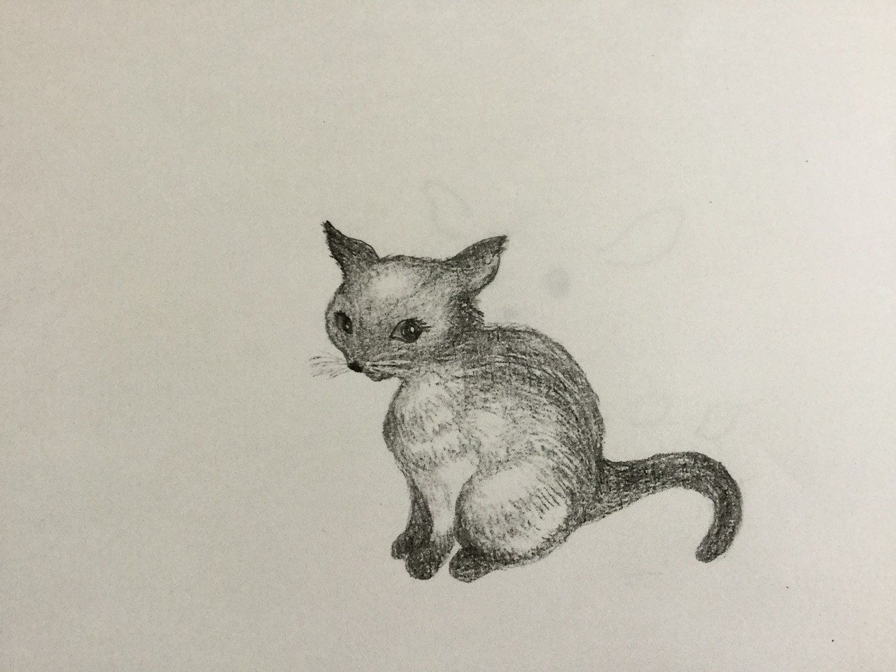 ちょっとセクシーなシャム猫のイラスト|美風歌|note