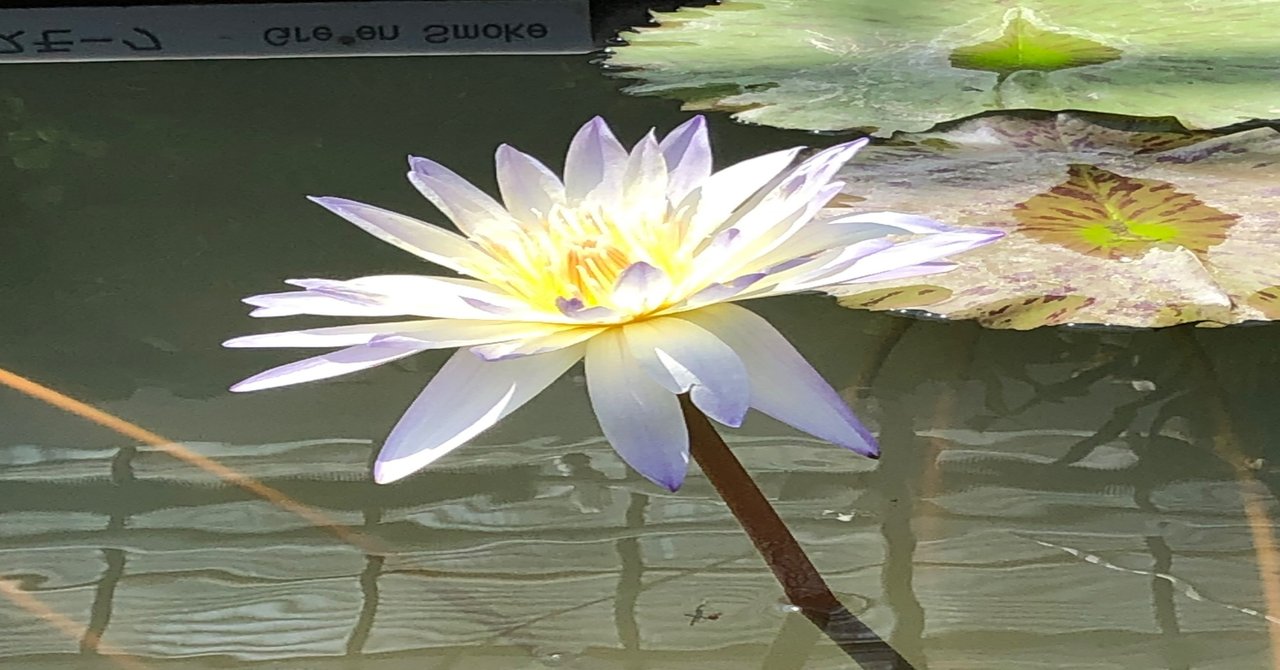 4月2日 睡蓮を育てたいと思った 飛鳥ちきん Note 4月2日 睡蓮を育てたいと思った 飛鳥ちきん Note