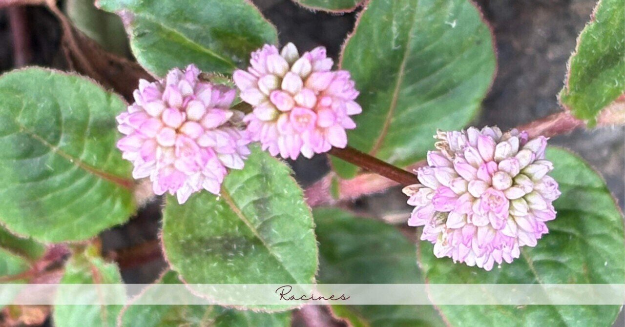 小さな隙間と咲きこぼれた金平糖｜Racines.R