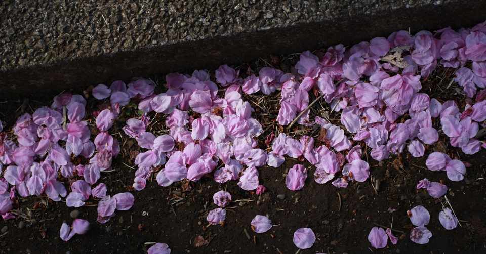 桜のはなびら じょるの Note