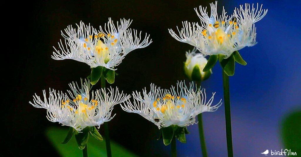 人気商品、超激レア、ユーゴスラビア製、初期のSirogojno、3D手編み風景花 超短編・花シリーズ】シラヒゲソウ ～初恋の人～｜birdfilm