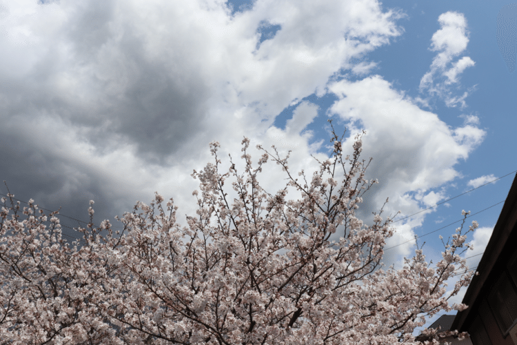鎌倉市は本日も桜、風も柔らかい。