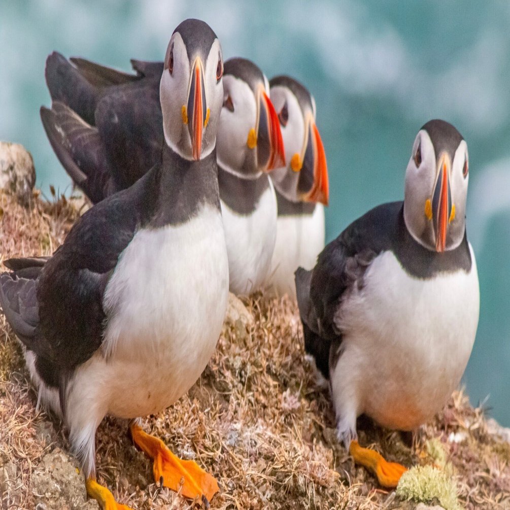 村上千砂の【旅するFOODIAL】シリーズ①：アイスランドのパフィン｜FOODIAL