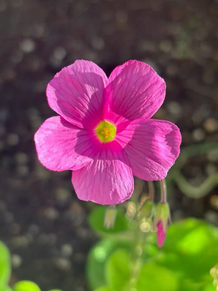 Thank you so much 😌🌺🫶｜エレノアシー 公式ブログ🕊️🌈🪷 Elenor-Shee