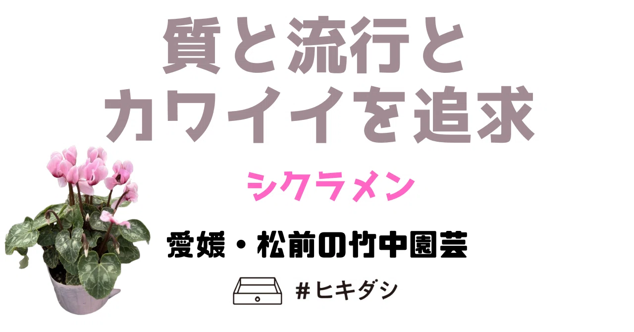 マーケティングとカワイイの両立！シクラメン！竹中園芸（愛媛・松前