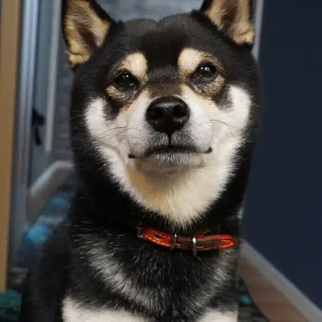 kuro