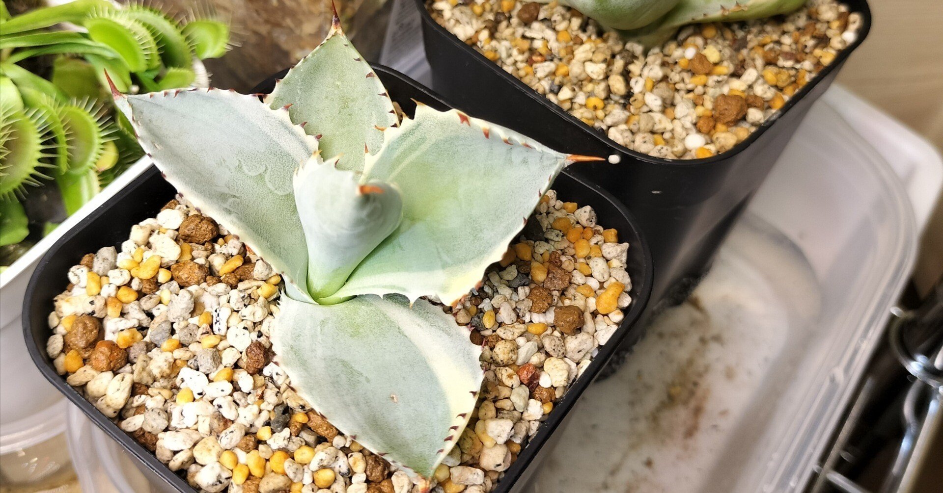 初心者向けのアガベ王妃兜蟹錦の育て方｜バニオレ植物LABO