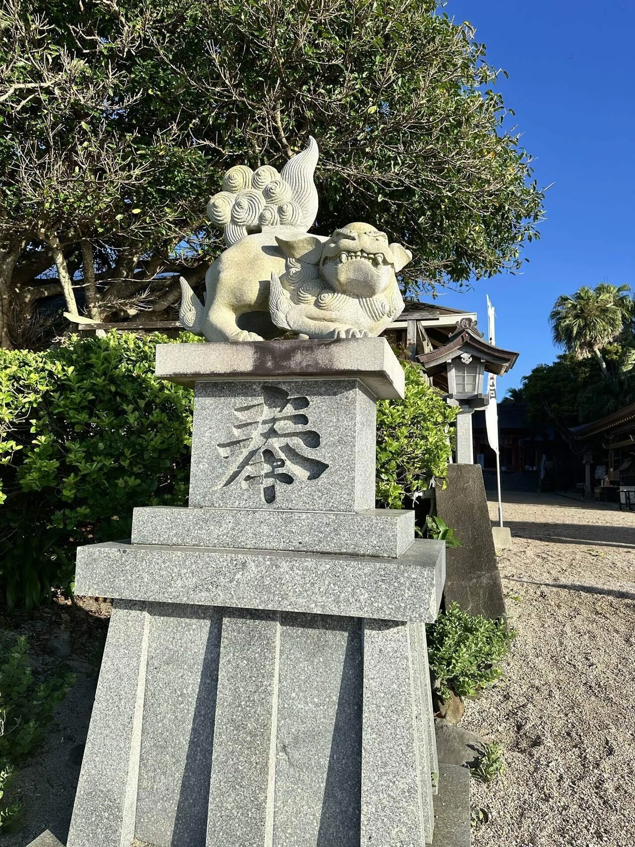万年青　おもと　縁起物　白いライン入り　大株① VOL.16】鬼の洗濯板と縁結びの島 青島神社｜tabo