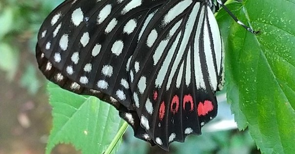 スリランカ探鳥記41 蝶とかたつむり｜一羽一会(いちわいちえ