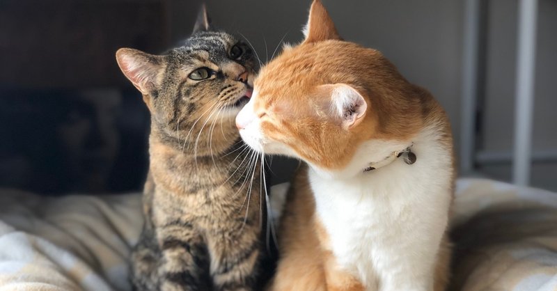 エイプリルフールなので嘘みたいに可愛い猫画像を流す の新着タグ記事一覧 Note つくる つながる とどける