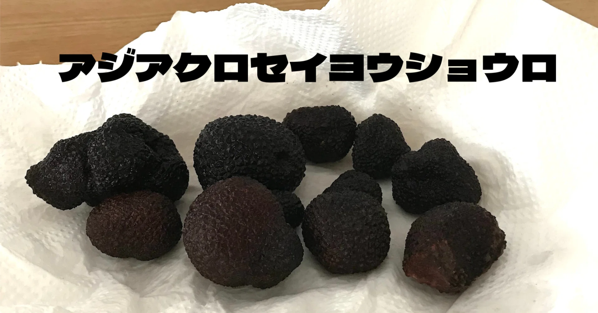 トリュフは日本にもある｜ゆたし