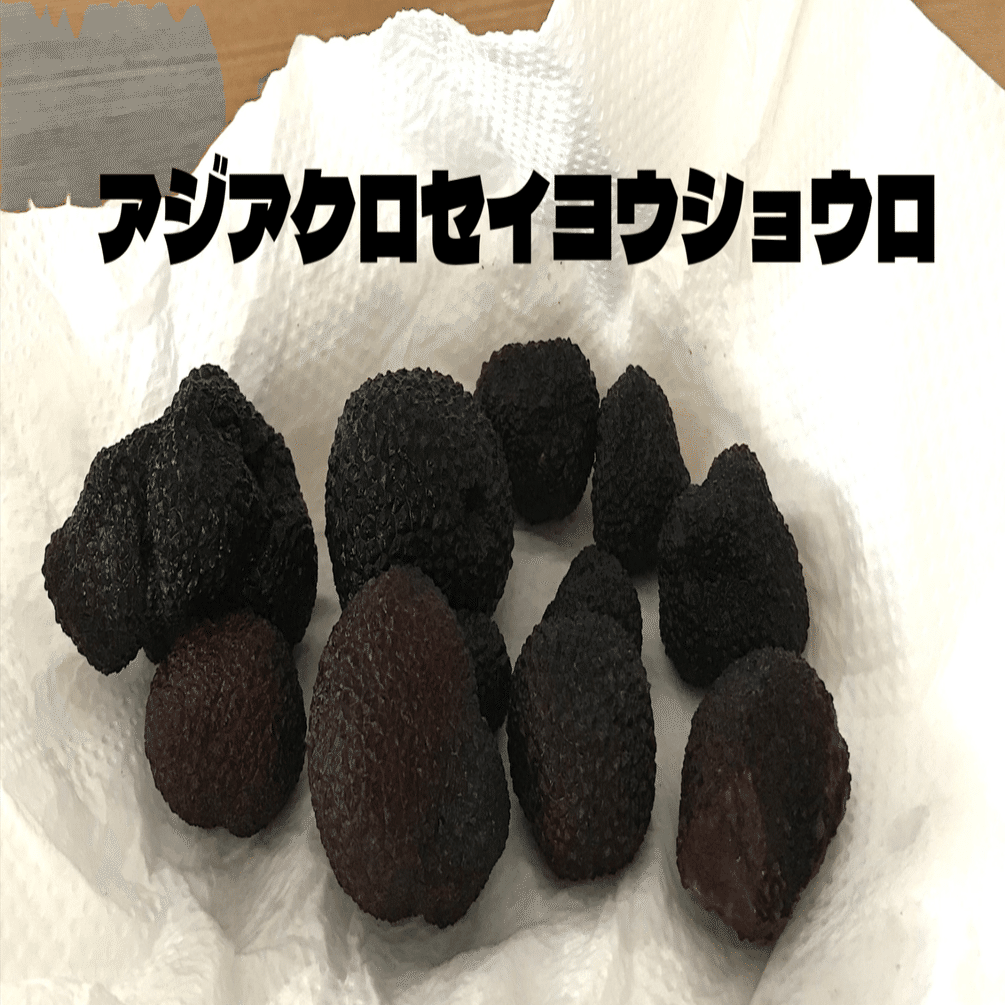トリュフは日本にもある｜ゆたし