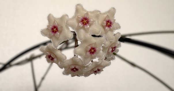 バナナの香りの花ー唐種招霊（カラタネオガタマ）｜haco