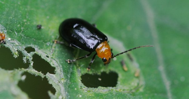 美しい木の実のようなキリアツメ【標本】 世界を救うかもしれない昆虫「キリアツメゴミムシダマシ」｜脱