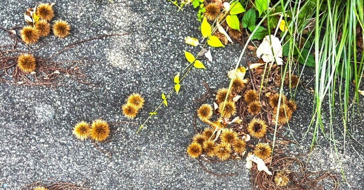 Amazon感謝祭2025 ランニング関連の注目アイテムは｜Sampo（山帆）