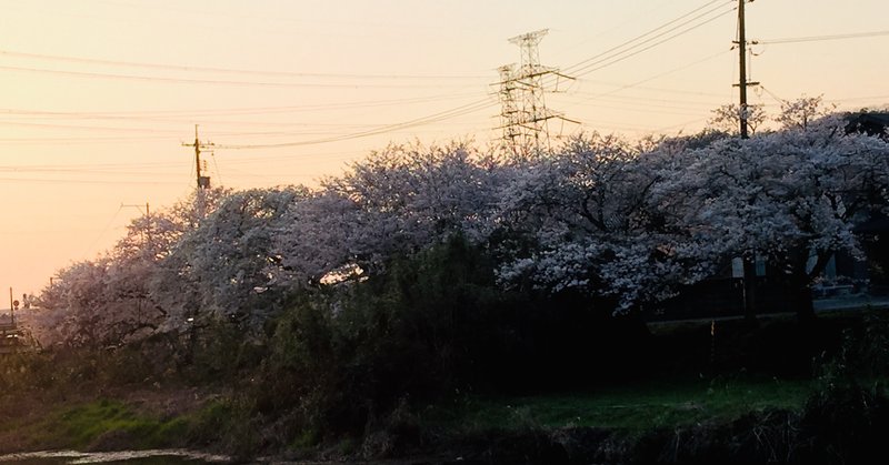 桜並木の散歩道 けん坊753 Note 桜並木の散歩道 けん坊753 Note