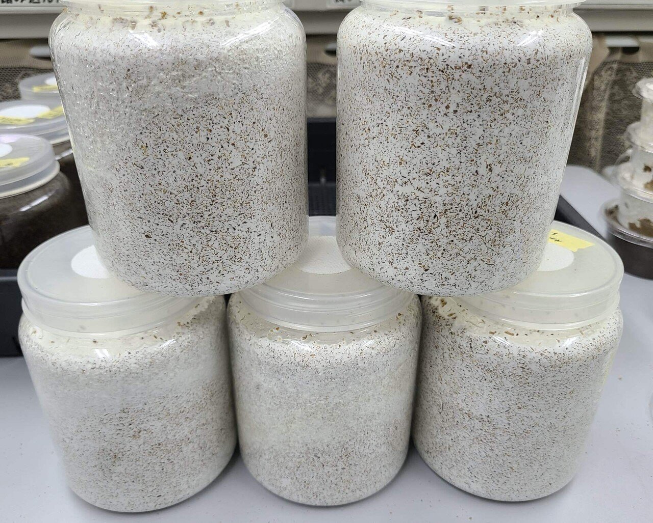 我が家の簡単ズボラ菌糸詰め｜ちろもな🐶(クワカブ飼育)