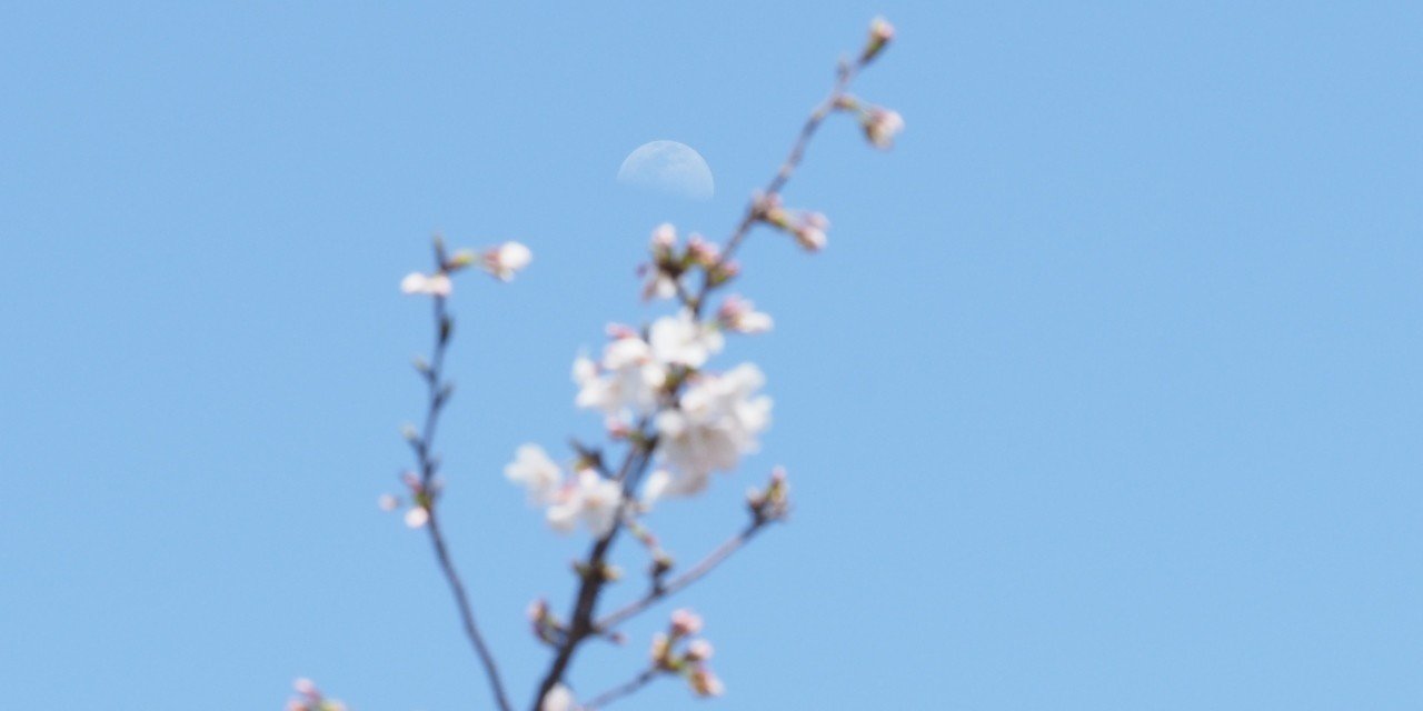 月桜桃P402018414