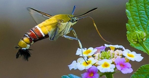 あつ森から学ぶ生物の話！】世界一美しい蛾！！宝石として扱われ