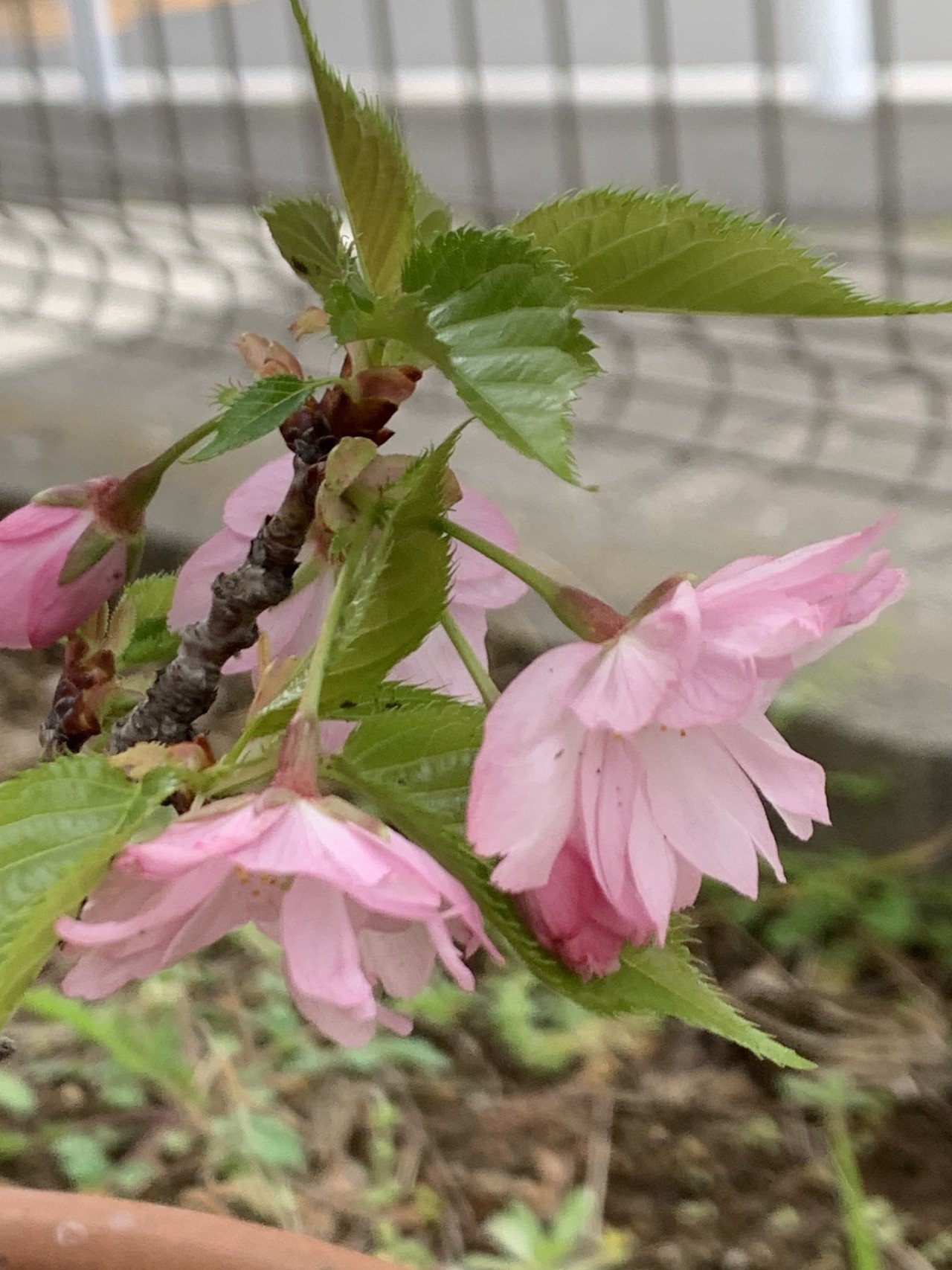 庭に咲く 小さな桜 柏木誠 プロジェクトデザイナー Note
