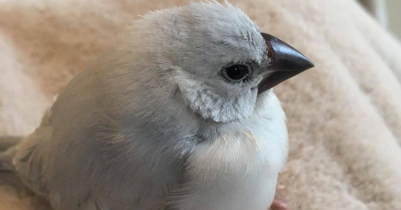 ウチの文鳥あるある 眠い アピール 中目黒土産店 Note