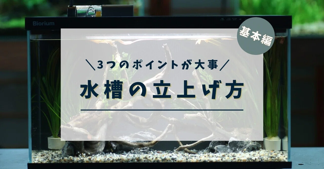 基本】簡単にできる熱帯魚水槽の始め方｜水槽屋oAsis