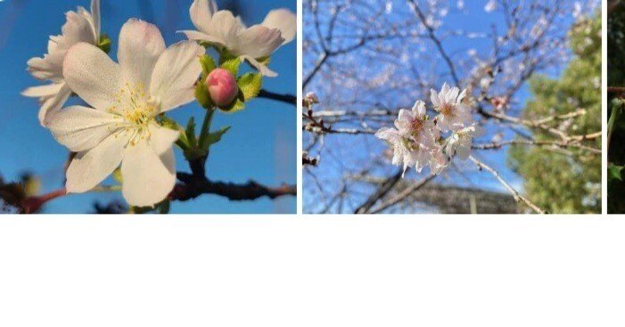 秋に咲く“10月桜”と”ソメイヨシノ桜”に出会った日。花言葉がくれた静か