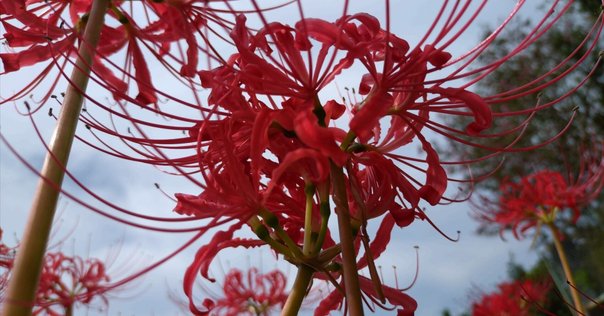 数十年かけて一度だけ咲く花──アオノリュウゼツラン咲く日比谷