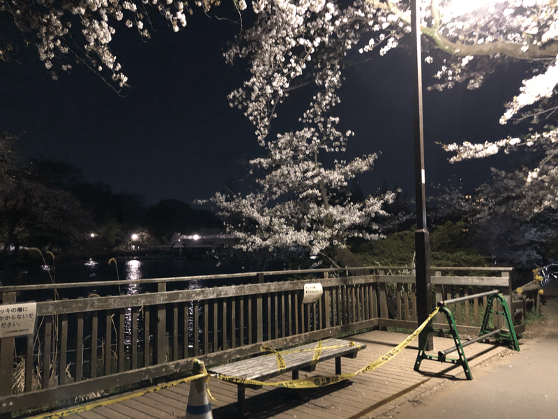 本日の一枚 あまりに静かな井の頭公園の夜桜 田中圭太郎 Note 本日の一枚 あまりに静かな井の頭公園の夜桜 田中圭太郎 Note