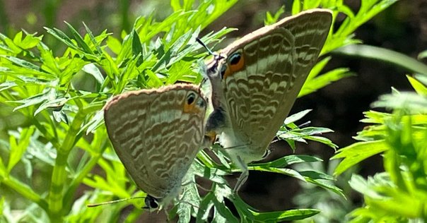 エゾヒメギフチョウ飼育記③：蛹化｜高橋レオ