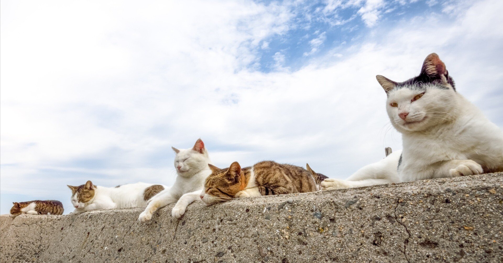 島猫の写真集について｜猫写真家 あおいとり