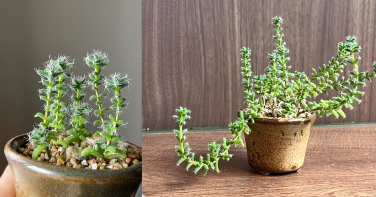 トリコディアデマ/挿し木1年目】4月➡︎10月の変化｜シオ＠西向き部屋