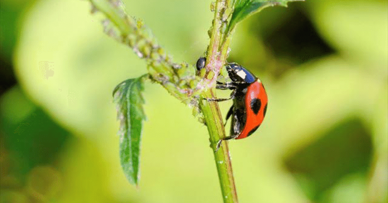 アブラムシの面白い話 かぬだい Note