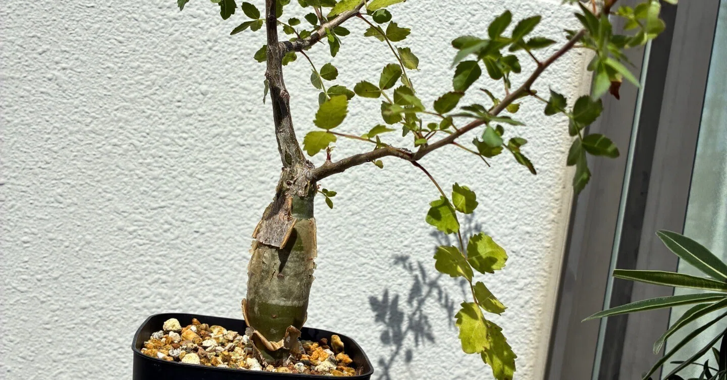 塊根を太らせたい。ブルセラファガロイデス植え替え＆剪定計画｜半分