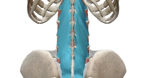今のうちに知りたい「腰椎分節運動」｜小林龍樹＠理学療法士
