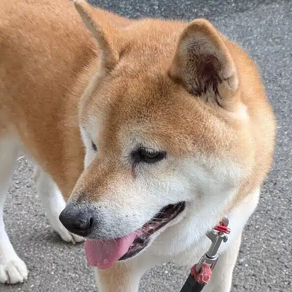 ワンちゃんの味方
