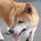ワンちゃんの味方