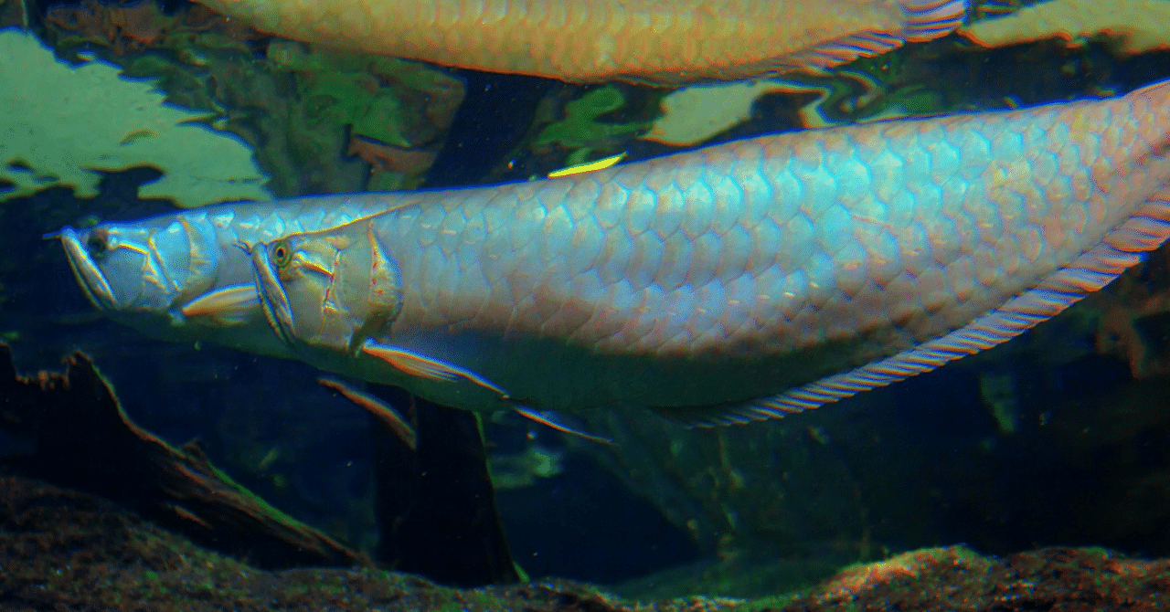 完全ガイド】シルバーアロワナのすべて：古代からの龍魚、その進化と