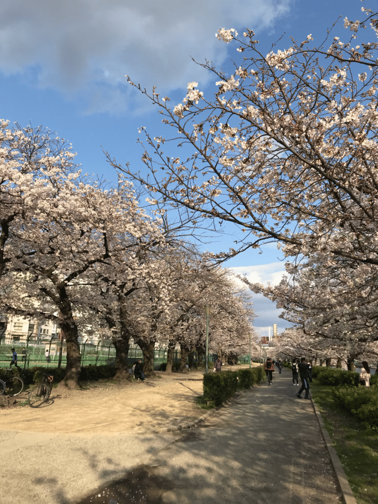 いつもはたくさんの人が訪れる桜並木も人がまばらです。