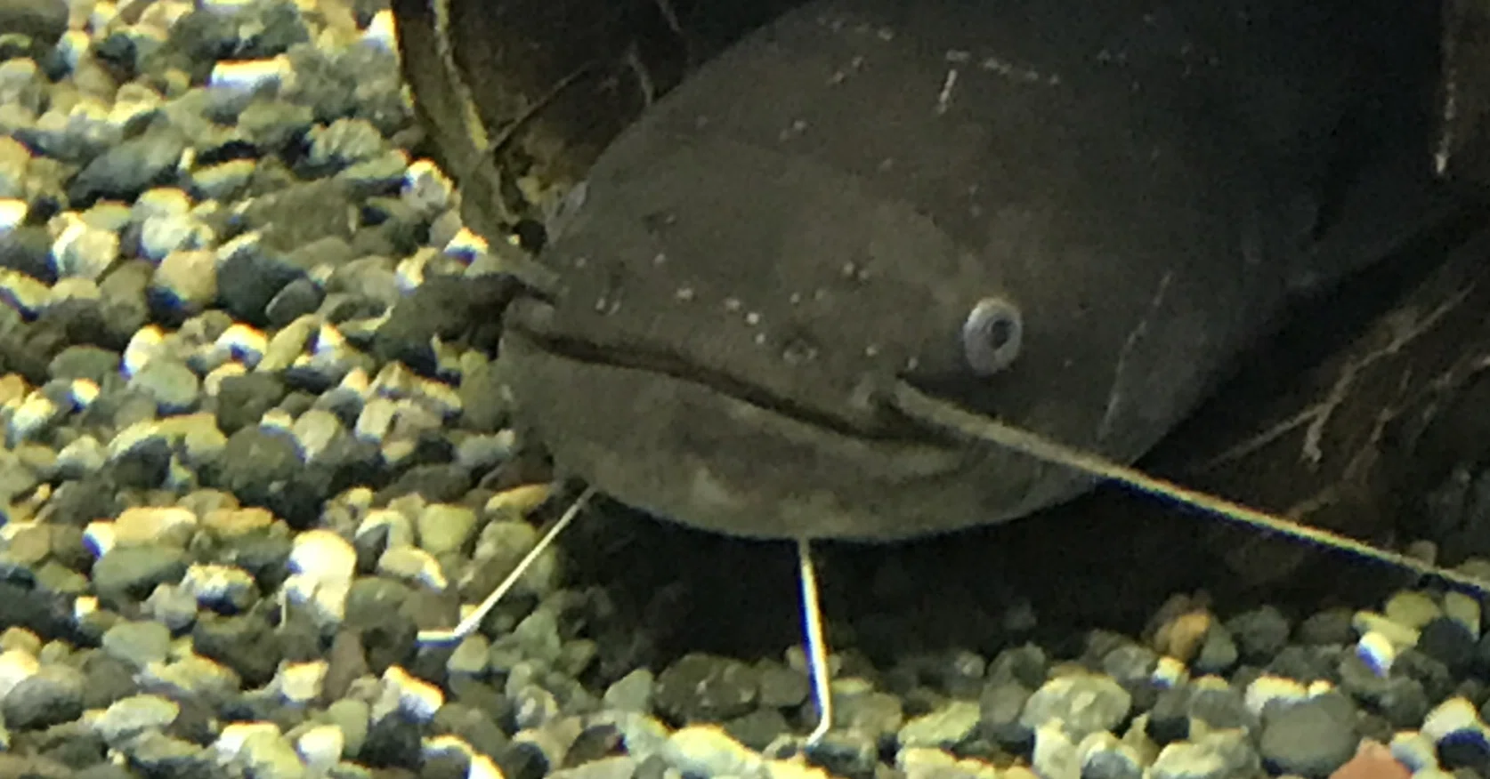 魚 へん に 夏