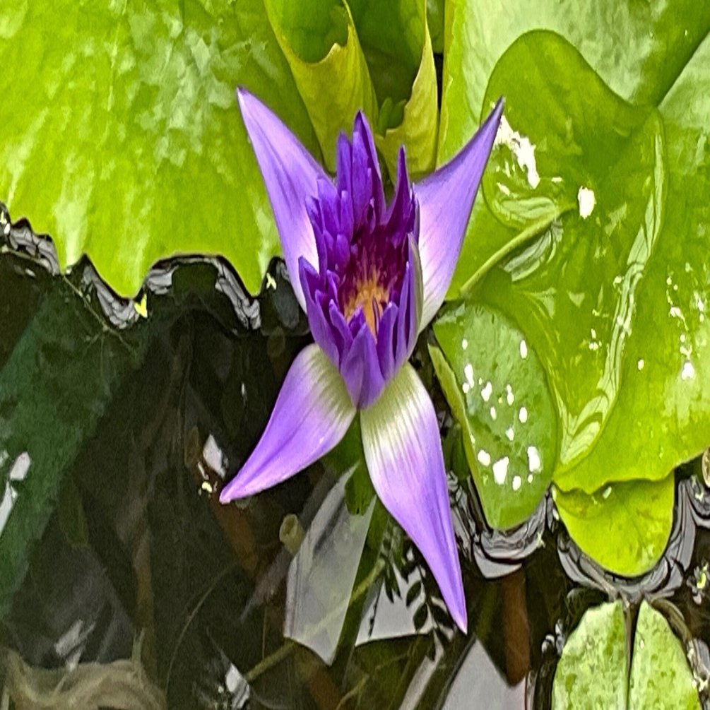 10月のスイレンのニンファエア（京都府立植物園）：2025年11月13日（木