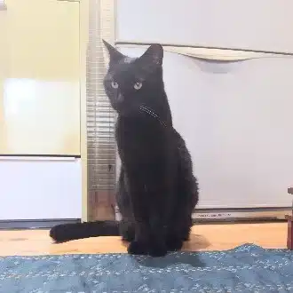 いもけんぴ