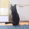 いもけんぴ