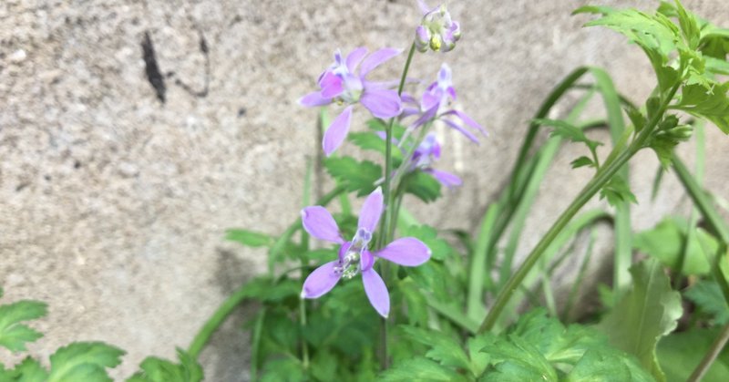 野草食日記 191 毒草 セリバヒエンソウ なな艸 Note