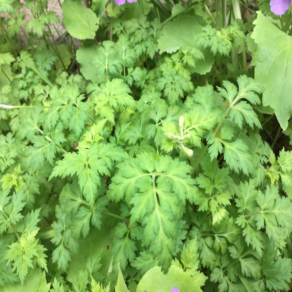 野草食日記 191 毒草 セリバヒエンソウ なな艸 Note