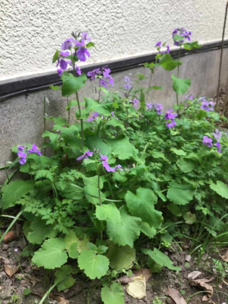 野草食日記 191 毒草 セリバヒエンソウ なな艸 Note 野草食日記 191 毒草 セリバヒエンソウ なな艸 Note