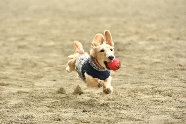 おもちゃ遊びは一生の趣味 子犬のしつこさを大切にしてほしい話 横山ゆかり Note おもちゃ遊びは一生の趣味 子犬のしつこさを大切にしてほしい話 横山ゆかり Note